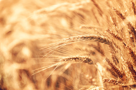Wheat field. Ears of golden wheat close-up.の写真素材