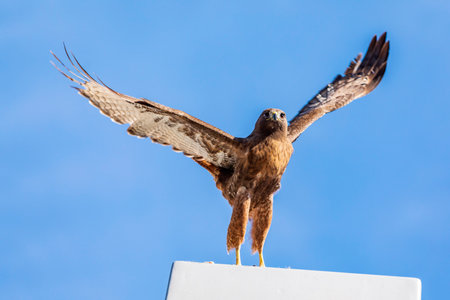 Hawk with open wings ready to take offの写真素材