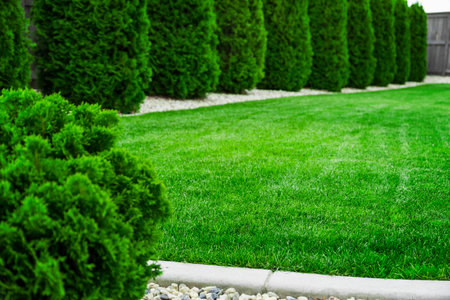 Green grass and bushes in the garden. Green lawn with trimmed trees.の写真素材