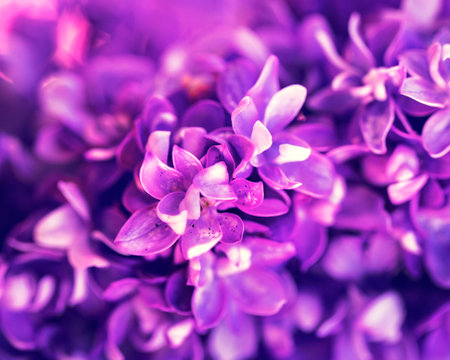 Purple lilac flowers close-up. Natural floral background.の写真素材