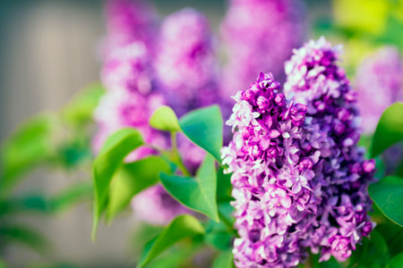 Purple lilac flowers on a green background. Shallow depth of fieldの写真素材