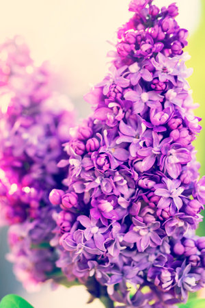 Purple lilac flowers close up. Spring background. Selective focus.の写真素材