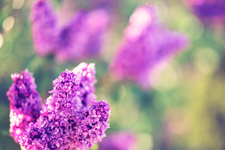 Purple lilac flowers on a blurred background. Selective focus.の写真素材