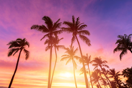 Silhouette coconut palm tree on the beach at sunset timeの写真素材