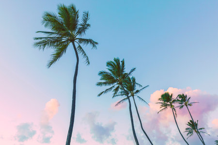 Coconut palm trees on blue sky background.の写真素材