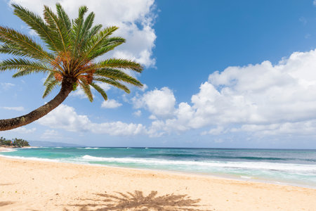 Palm tree on the beach. Seascape with palm trees and blue skyの写真素材