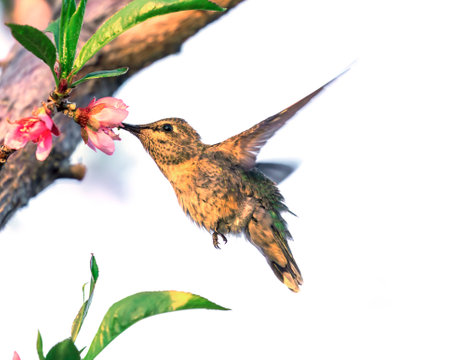 Hummingbird (archilochus colubris) feeding on a flowerの写真素材