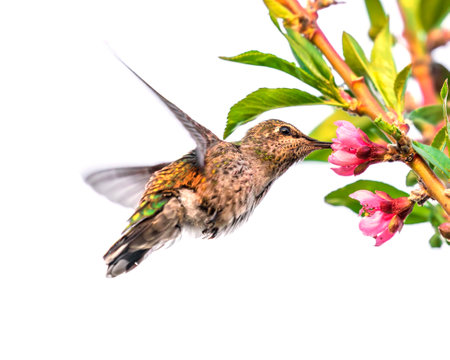 Hummingbird in flight with pink flowers isolated on white background.の写真素材