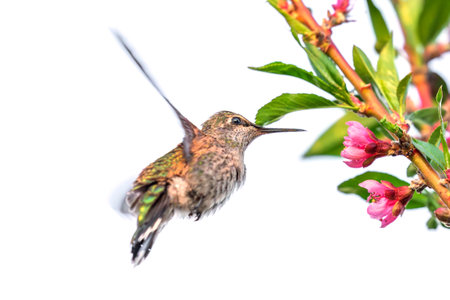 Female Ruby-throated Hummingbird (archilochus colubris) in flight with pink flowers in the backgroundの写真素材
