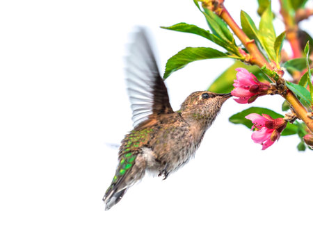 Hummingbird in flight with pink flower isolated on white background.の写真素材