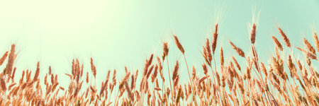 Wheat field. Ears of golden wheat close-up on a blue sky background.の写真素材