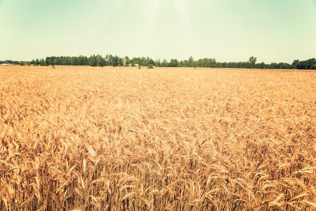 Vintage image of ripening ears of wheat fieldの写真素材