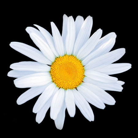 White daisy flower isolated on black background. Top view.の写真素材