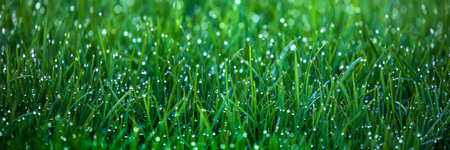 Fresh green grass with dew drops close-up. Natural background.の写真素材