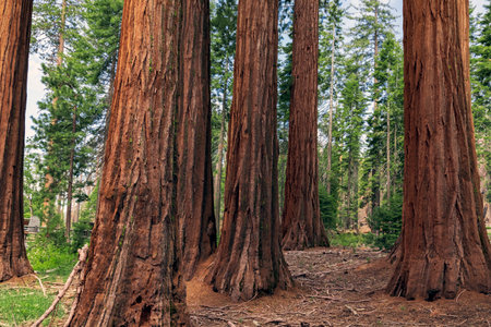 The Mariposa Grove of Giant Sequoias, Yosemite National Park, California USAの写真素材