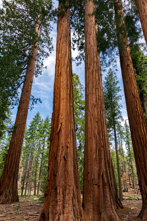 Mariposa Grove of Giant Sequoias, Yosemite National Park, California USAの写真素材