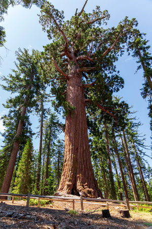 Giant Sequoias, Yosemite National Park, California USAの写真素材