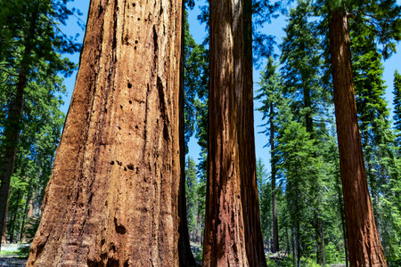 Giant Sequoias, Yosemite National Park, California USAの写真素材