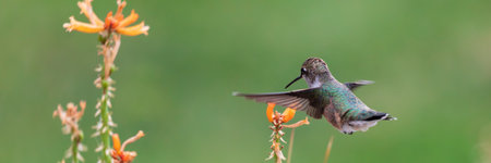 Hummingbird eating nectar from yellow red hot poker flowers. Close-up on bird with green garden...
