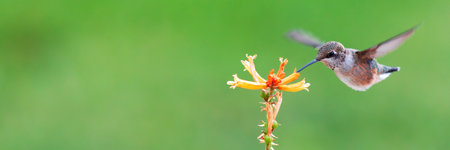 Hummingbird eating nectar from yellow red hot poker flowers. Close-up on bird with green garden backgroundの写真素材