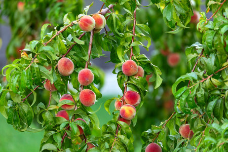 Ripe peaches on the tree in the orchard in summerの写真素材
