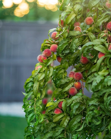 Peach tree with ripe peaches in the garden. Selective focus.の写真素材