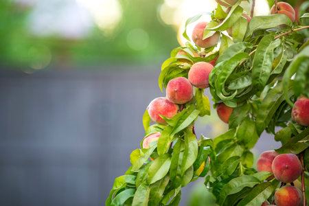 Ripe peaches on a tree in the garden. Selective focus. nature.の写真素材
