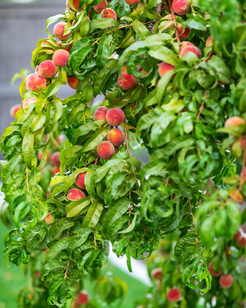 Ripe peaches growing on a tree in the orchard.の写真素材