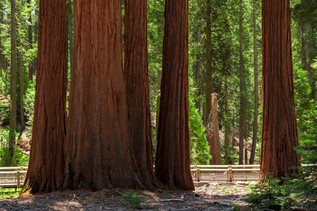 Mariposa Grove of Giant Sequoias, Yosemite National Park, California USAの写真素材