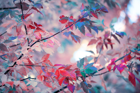 Autumnal background with red and pink leaves of wild grapes.の写真素材
