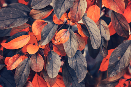Autumn leaves background. Autumn leaves background. Autumn leaves background.の写真素材
