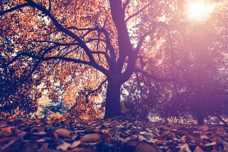 Autumn leaves in the park. Autumn season. Vintage filter.の写真素材