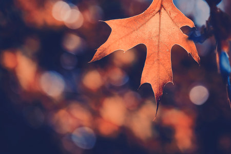 Autumn leaves with bokeh background. Vintage filter effect.の写真素材