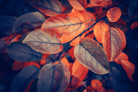 Autumn leaves background. Colorful autumn leaves background. Autumn backgroundの写真素材
