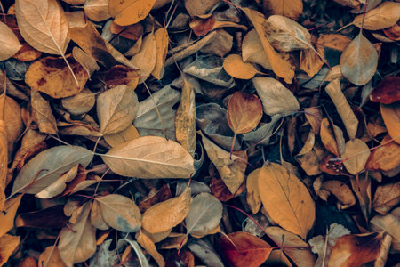 Autumn leaves background. Autumn leaves background. Autumn leaves background.の写真素材