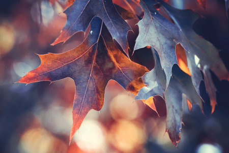 Autumn leaves background. Autumn leaves background. Autumn leaves background.の写真素材