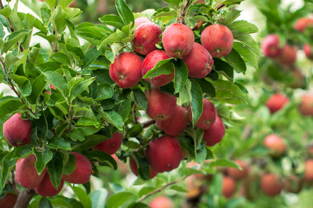 Red apples on the tree in the orchard, close-upの写真素材