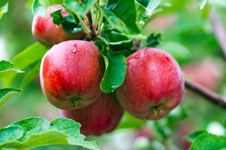Ripe red apples on a branch of apple tree in orchardの写真素材