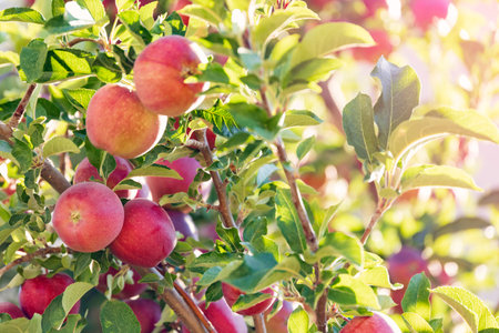 Ripe red apples on a tree branch in an orchard in sunlightの写真素材