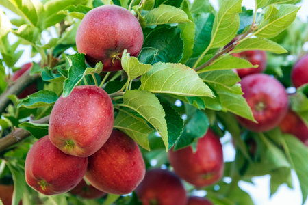Ripe red apples on a tree branch in an orchard.の写真素材