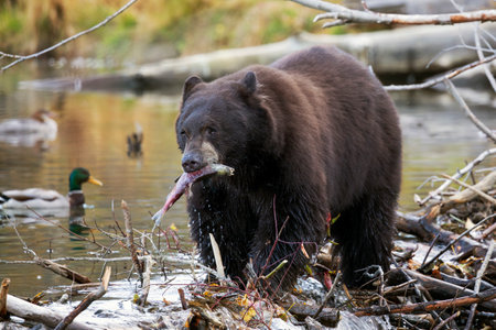 Large bear with salmon in its mouthの写真素材