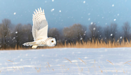 Snowy owl (Bubo scandiacus) flying in winterの素材