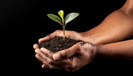 Hands of african american man holding a young plant on black backgroundの素材