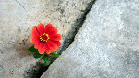 Red flower growing through crack in the ground, selective focus. Concept of strength and resilienceの素材