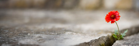 Red flower growing through crack in the ground, selective focus. Concept of strength and resilience panoramic banner with copy spaceの素材