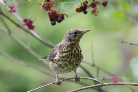Chick of Fieldfare on a branch, Botanical garden, St  Petersburg, Russiaの写真素材