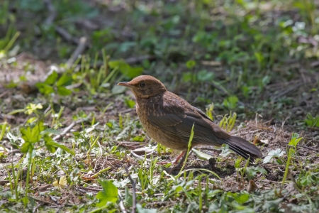 Female Blackbird in Spring Park, Udelny Park, St.Petersburg, Russia