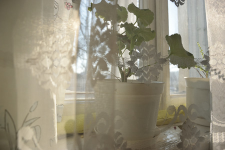 Flower in the old windowの写真素材