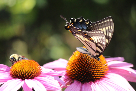 bee and butterfly on flowerの写真素材