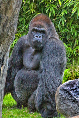 Gorilla next to rock